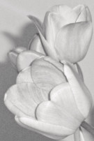 Tulipaner, Foto i ramme